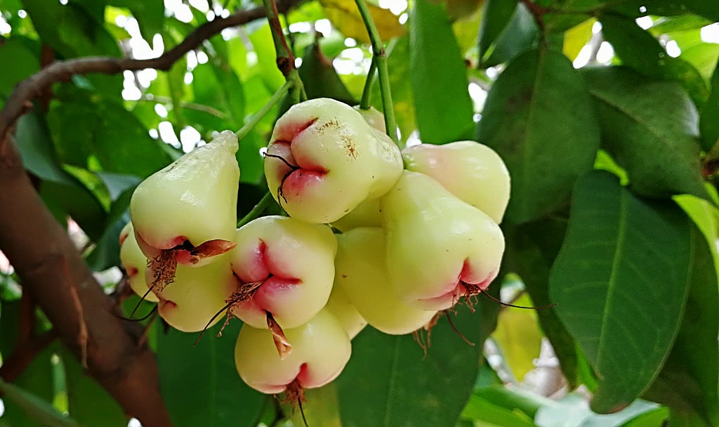 柬埔寨都有啥水果和特产,柬埔寨那些奇葩水果