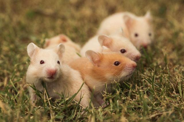 学生养仓鼠必备用品,养仓鼠必不可少的用品都有哪些