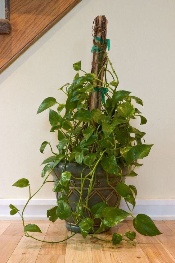 绿萝有几种哪一种吸甲醛更好,绿萝怎么吸甲醛最有效