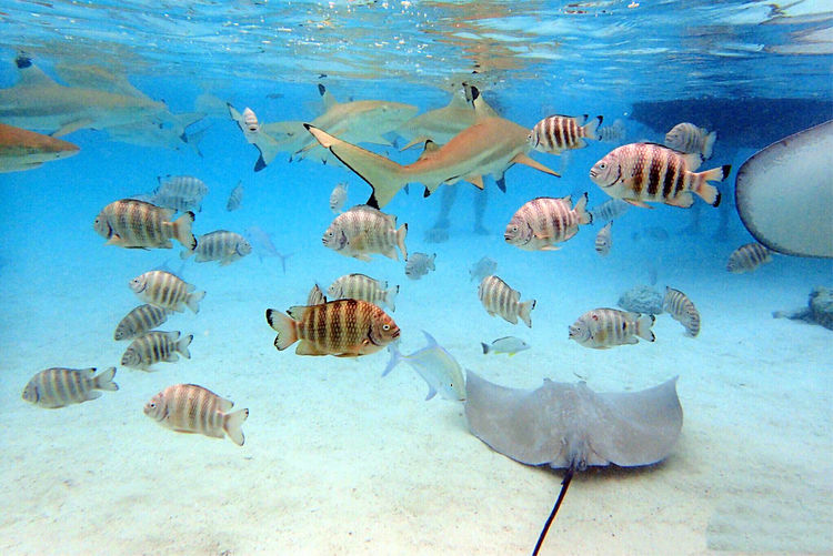 畅游粉红色的梦幻仙境·提克豪岛