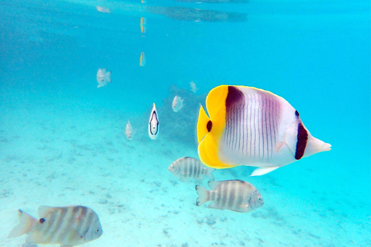 畅游粉红色的梦幻仙境·提克豪岛