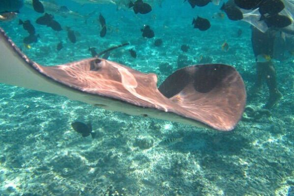 畅游粉红色的梦幻仙境·提克豪岛