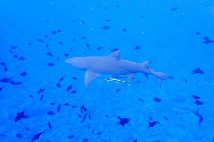 畅游粉红色的梦幻仙境·提克豪岛