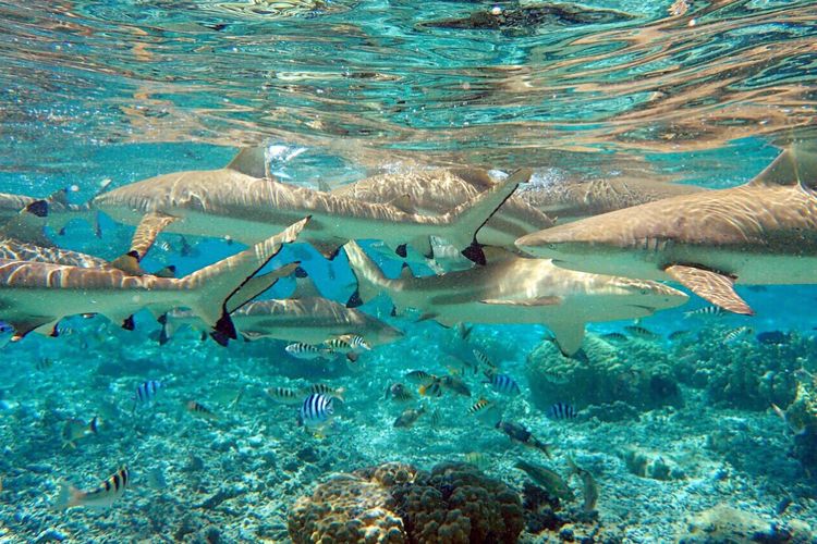 畅游粉红色的梦幻仙境·提克豪岛