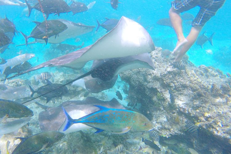 畅游粉红色的梦幻仙境·提克豪岛