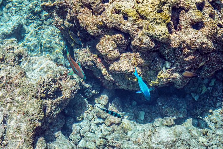 畅游粉红色的梦幻仙境·提克豪岛