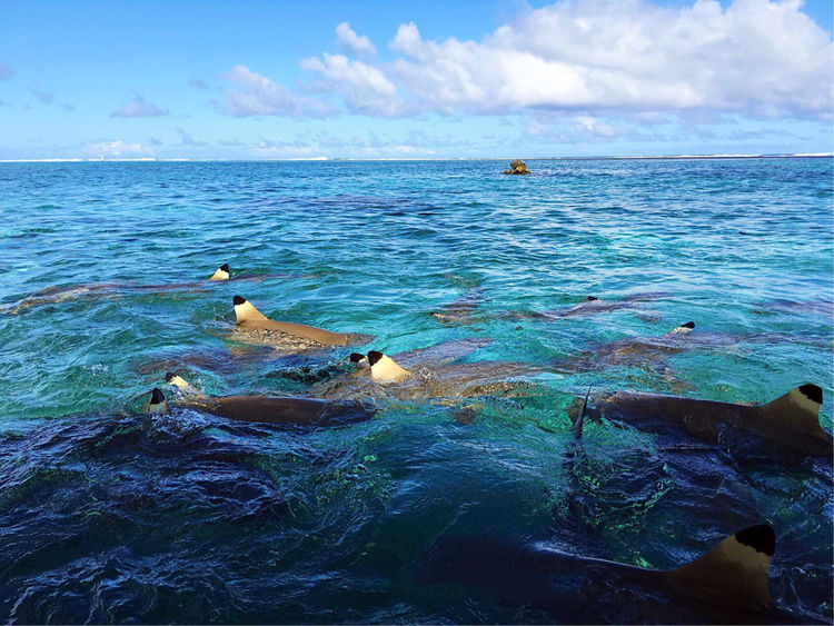 畅游粉红色的梦幻仙境·提克豪岛