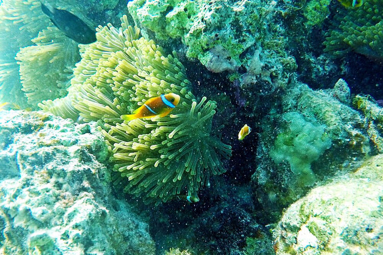 畅游粉红色的梦幻仙境·提克豪岛