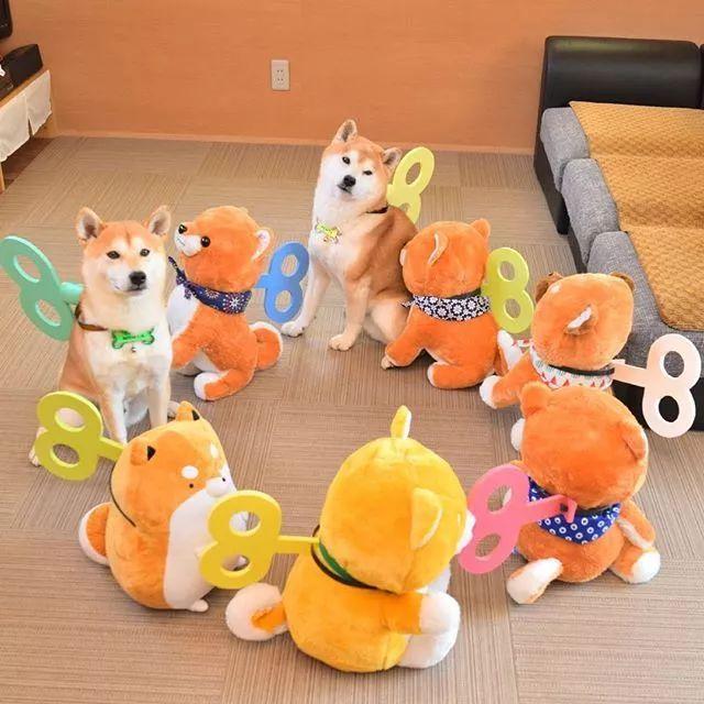 买了十多个柴犬布偶,结果发现自己家柴犬找不到了!