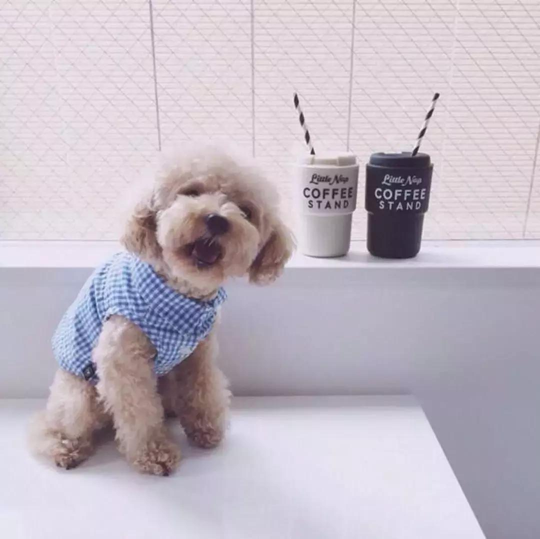 旺财宠物美容会馆,泰迪毛发打结用什么洗护