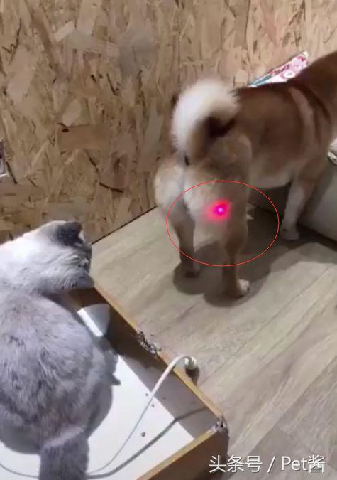 主人用红外线逗猫咪,主人抓到红外线猫咪的反应