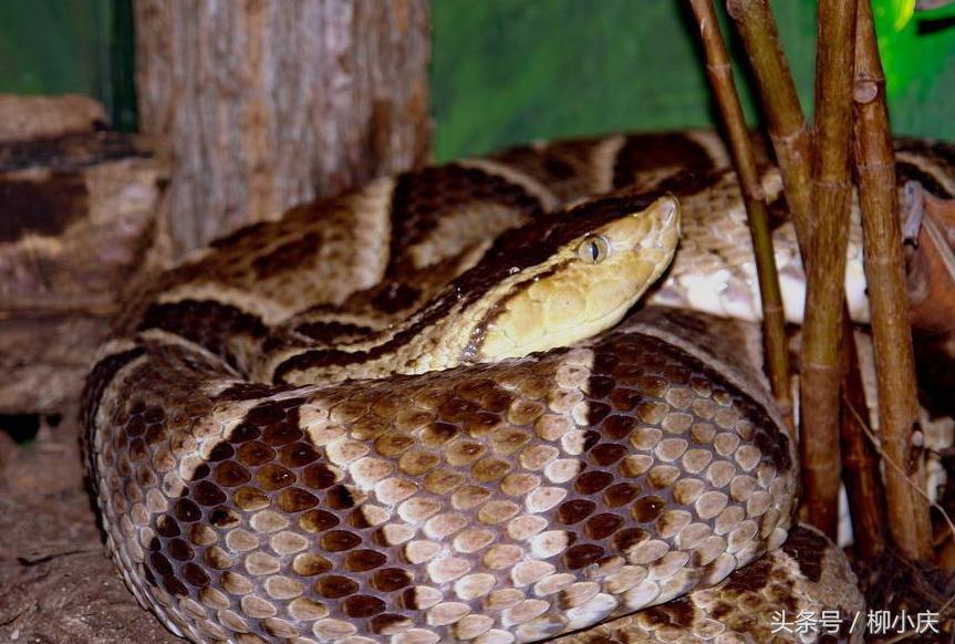 转基因植物可用来生产抗体吗,转基因植物有什么药用价值