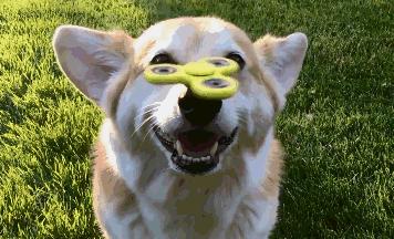 铲屎官在狗狗鼻子上玩指尖陀螺，汪星人分分钟变成对对眼