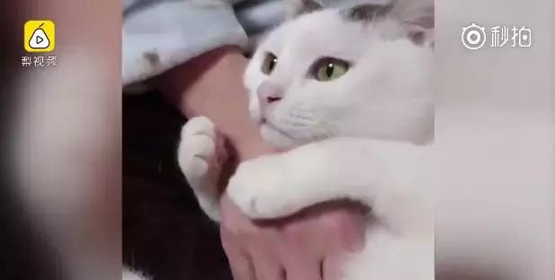 猫咪瘫痪了怎么自救,猫咪如果瘫痪了怎么办