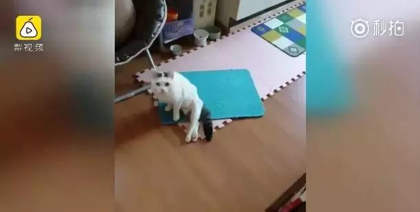 猫咪瘫痪了怎么自救,猫咪如果瘫痪了怎么办