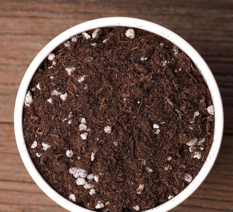 桃蛋的种植方法和养护方法是什么,桃蛋怎么种才能爆新芽