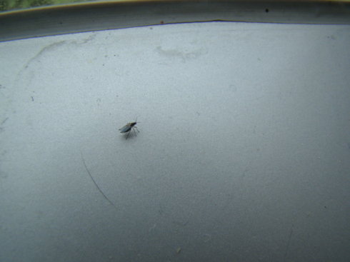 韭蛆小妙招,韭蛆怎么治对人食用无害