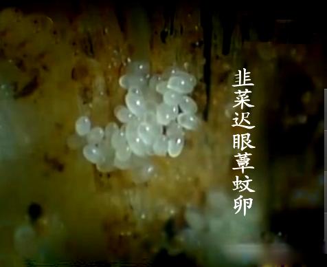 韭蛆小妙招,韭蛆怎么治对人食用无害