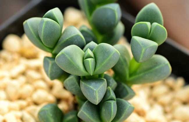 鹿角海棠干瘪了怎么办,鹿角海棠为什么不长底部发干