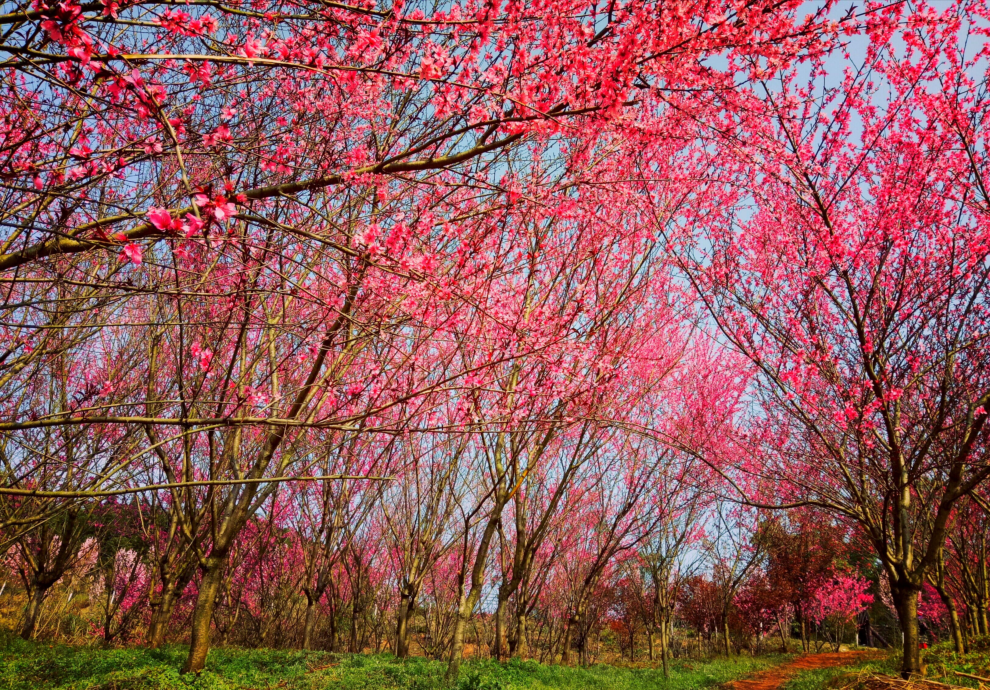 绿心公园粉蝶花开了,绿心公园樱花