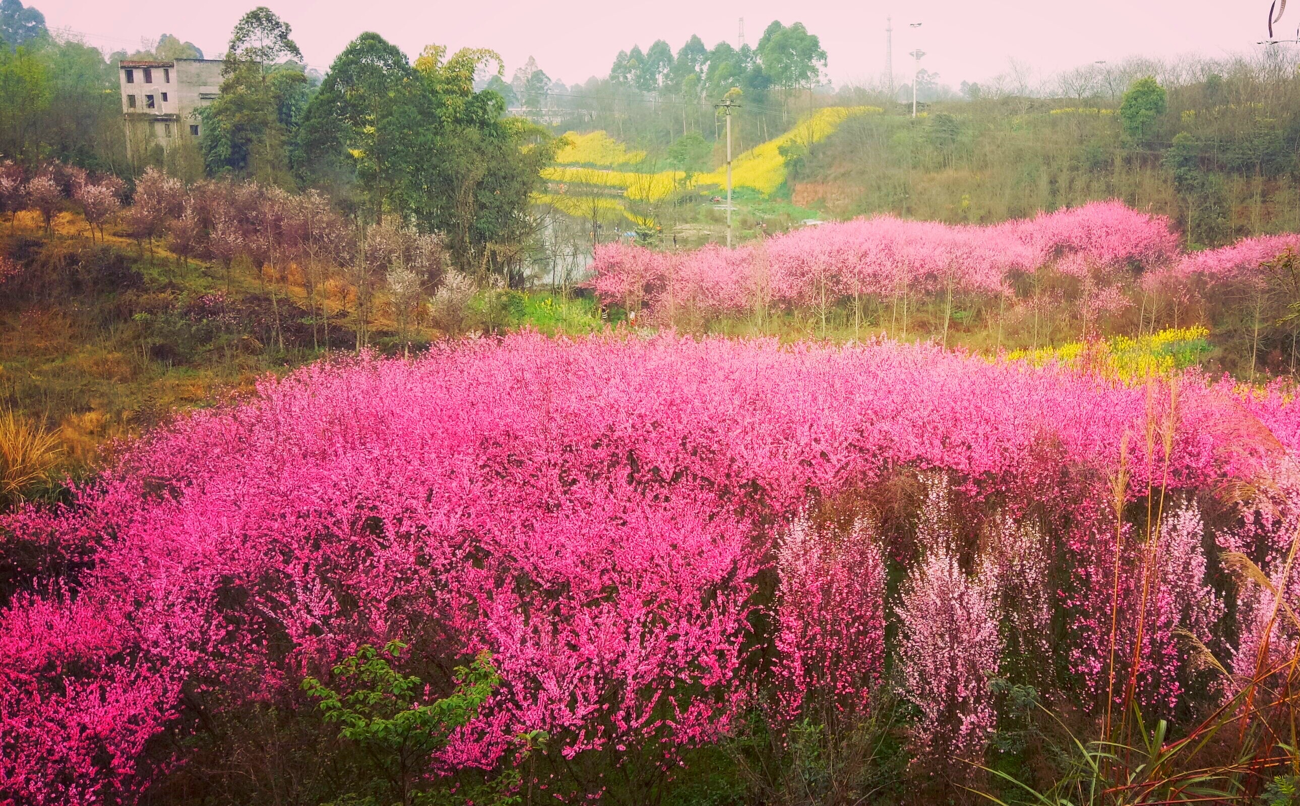 绿心公园粉蝶花开了,绿心公园樱花