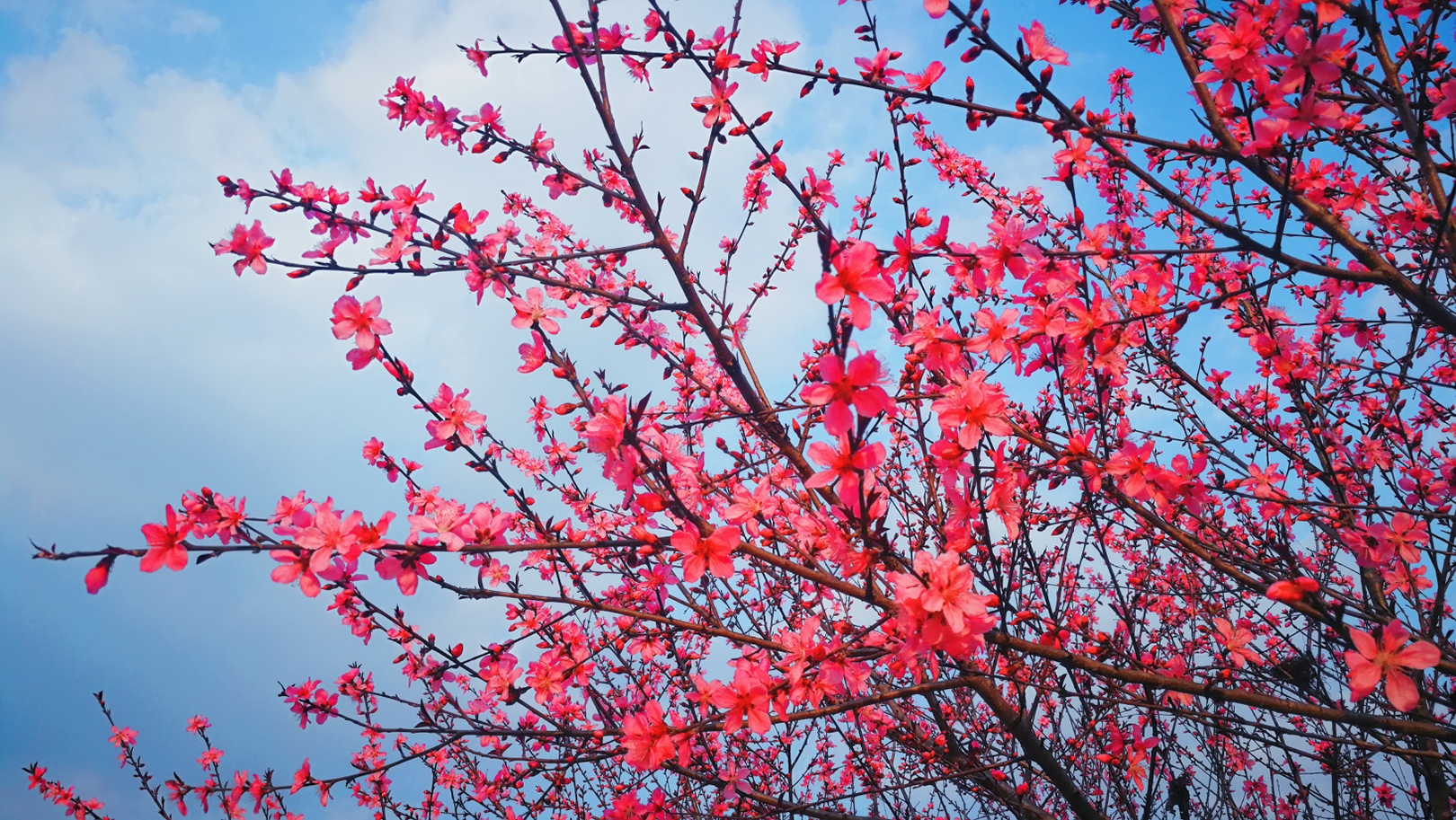 绿心公园粉蝶花开了,绿心公园樱花