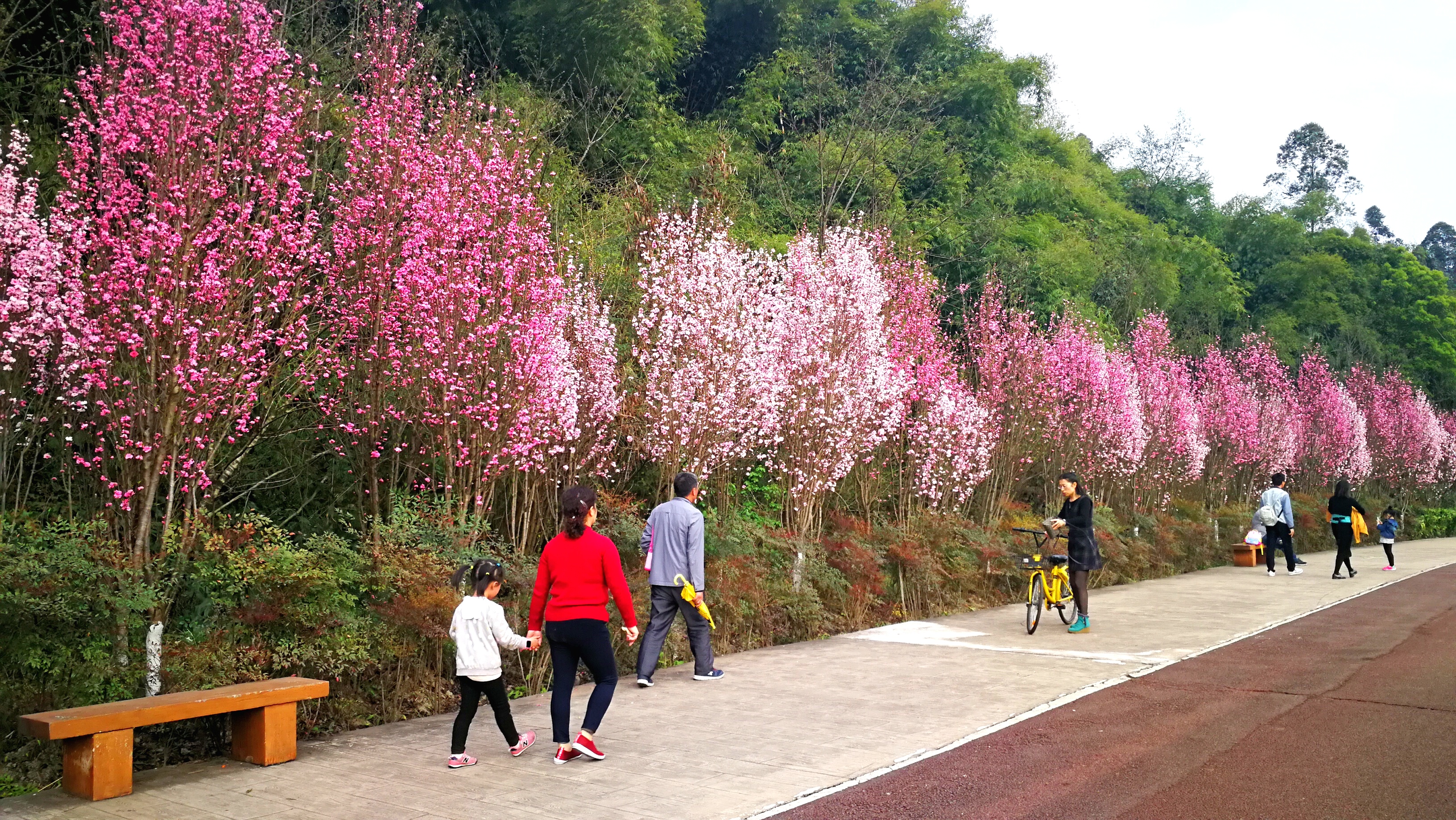 绿心公园粉蝶花开了,绿心公园樱花