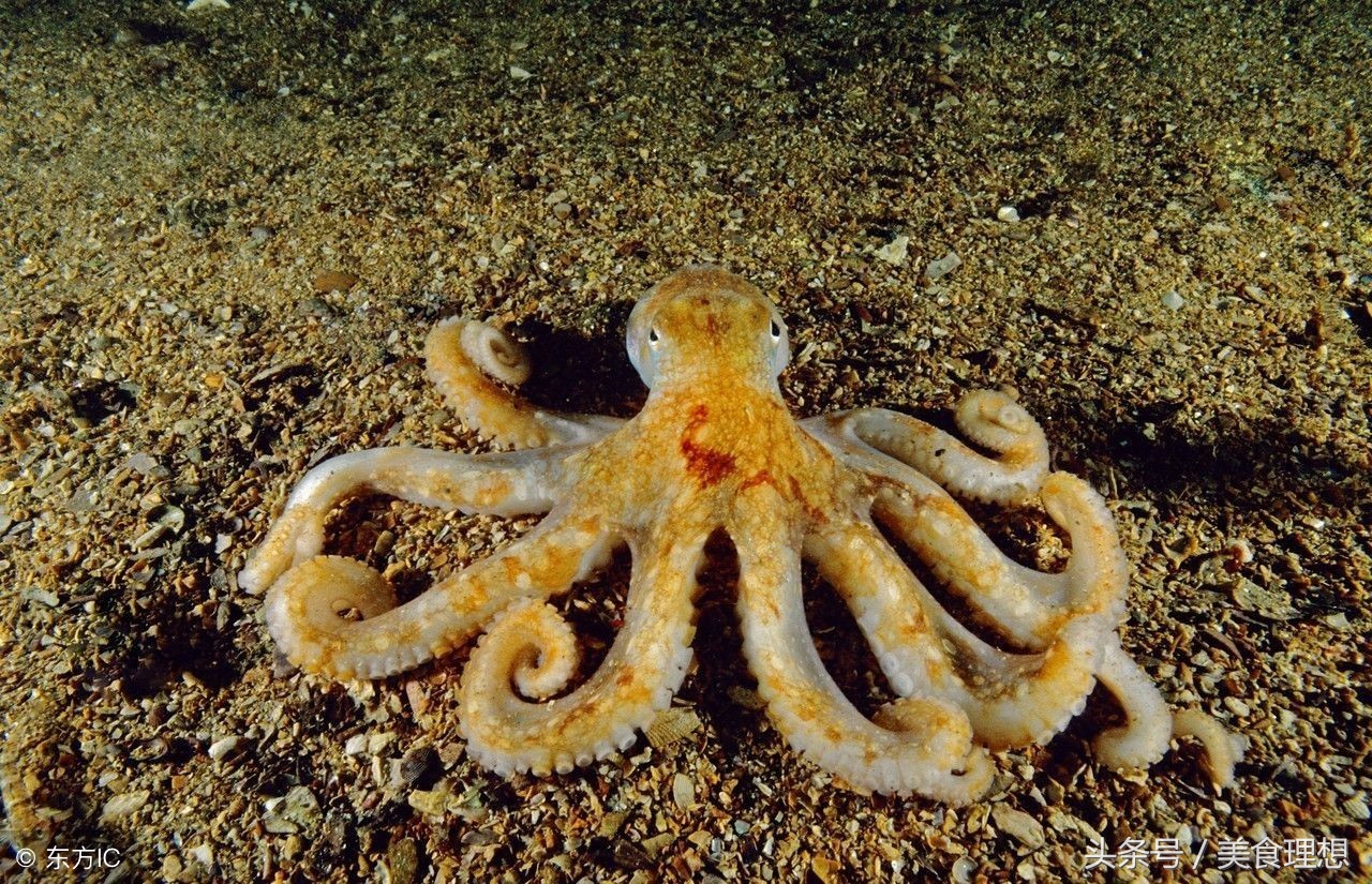 章鱼与鱿鱼的口感有什么区别,章鱼和鱿鱼吃起来的区别有哪些