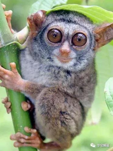 菲律宾薄荷岛详细地图,菲律宾薄荷岛风景