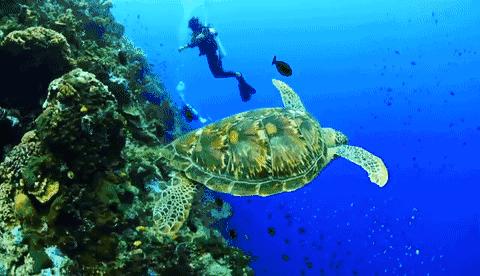 菲律宾薄荷岛详细地图,菲律宾薄荷岛风景