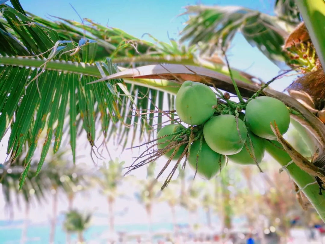 感受越式小清新，去芽庄度个小假