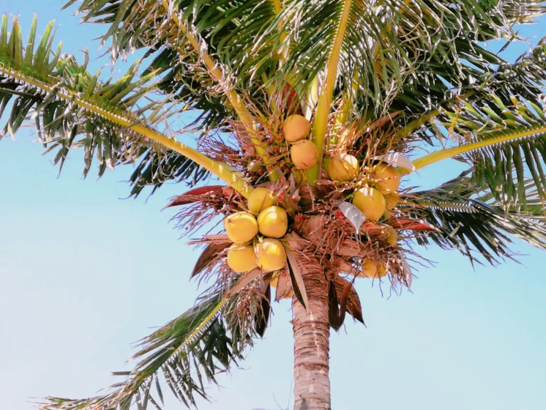 感受越式小清新，去芽庄度个小假