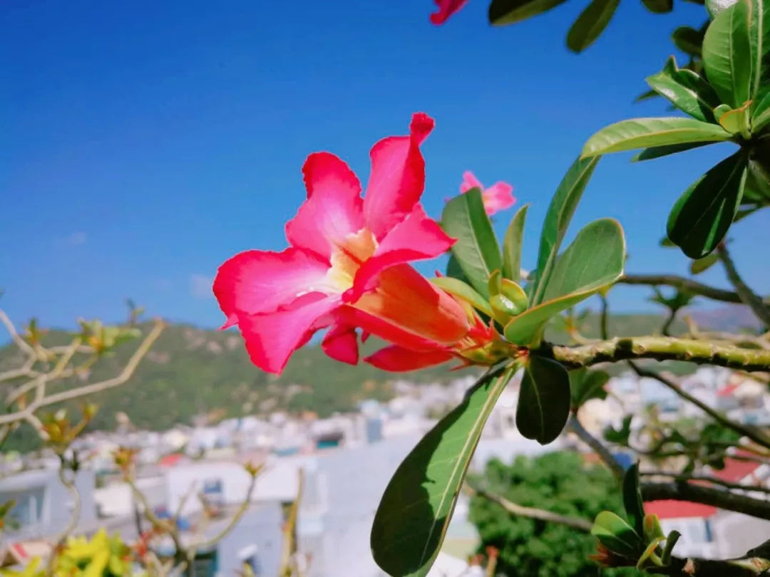 感受越式小清新，去芽庄度个小假