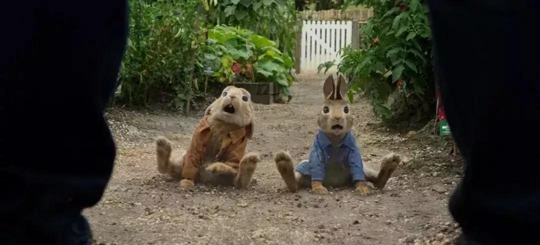 看完比得兔我们能感受到什么变化,看比得兔你学到了什么