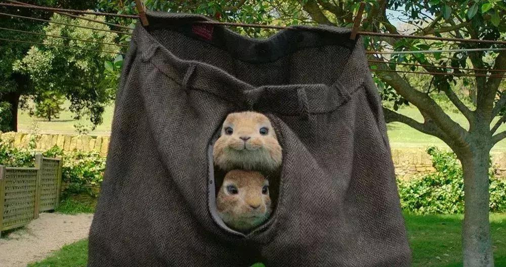 看完比得兔我们能感受到什么变化,看比得兔你学到了什么