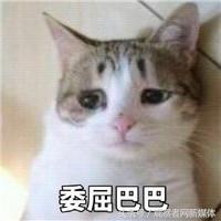 普京骑虎照片大全高清图,普京骑虎是真的吗