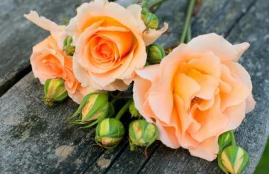 人生哪怕再穷也要活的实实在在,即使是粗茶淡饭也能岁月静好