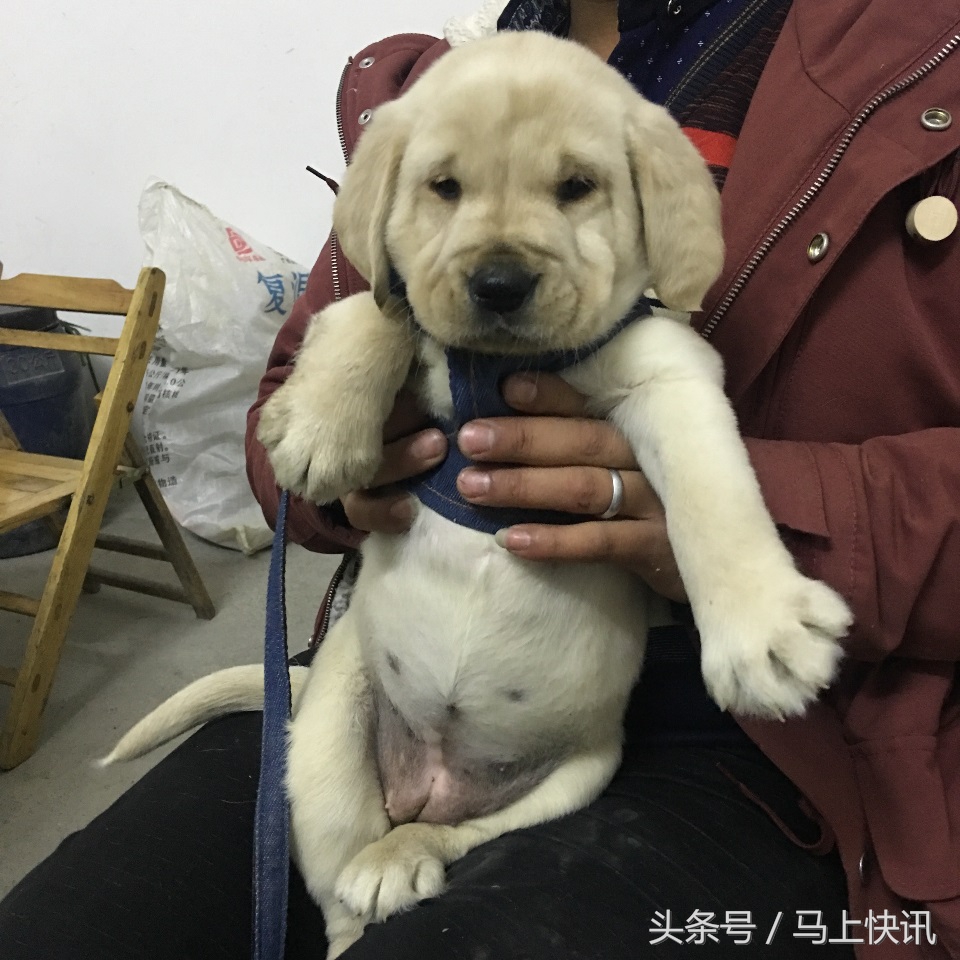 从网上买的金毛幼犬,网上买金毛犬视频