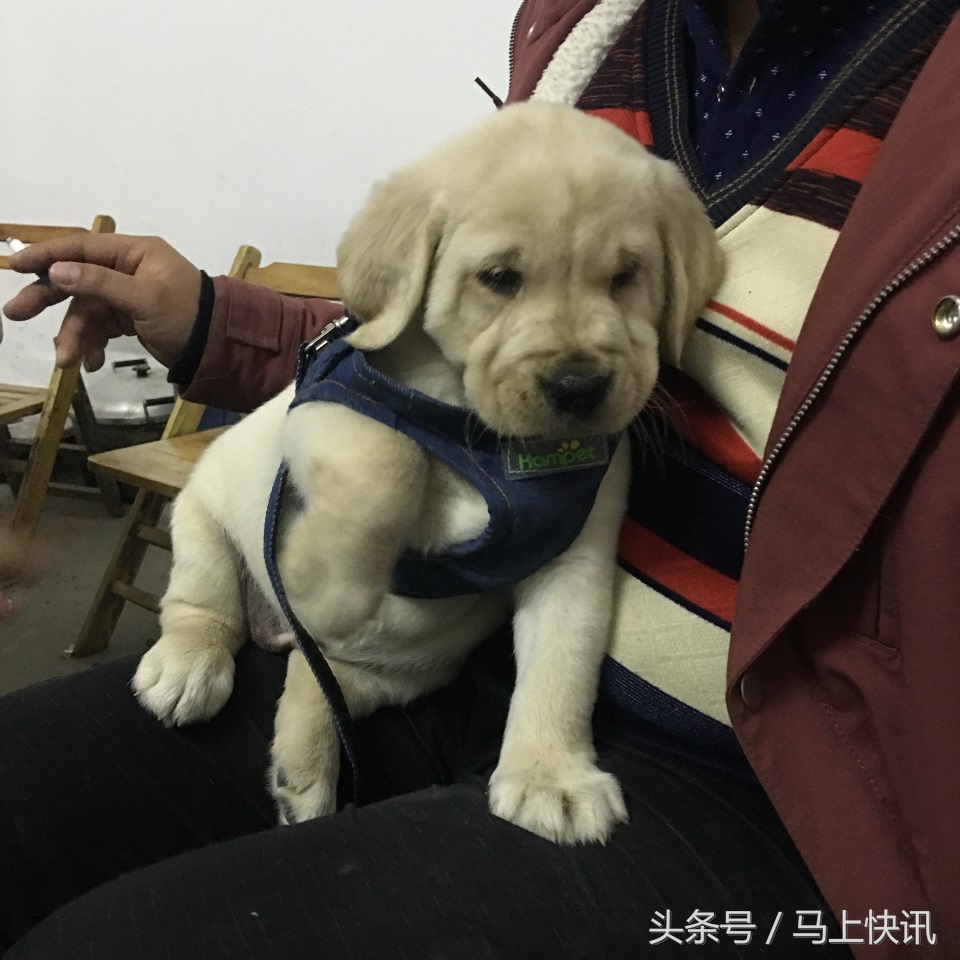 从网上买的金毛幼犬,网上买金毛犬视频
