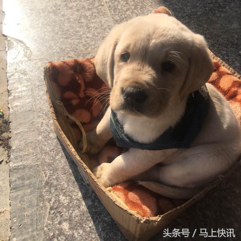从网上买的金毛幼犬,网上买金毛犬视频