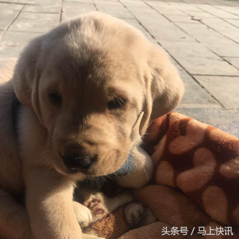 从网上买的金毛幼犬,网上买金毛犬视频
