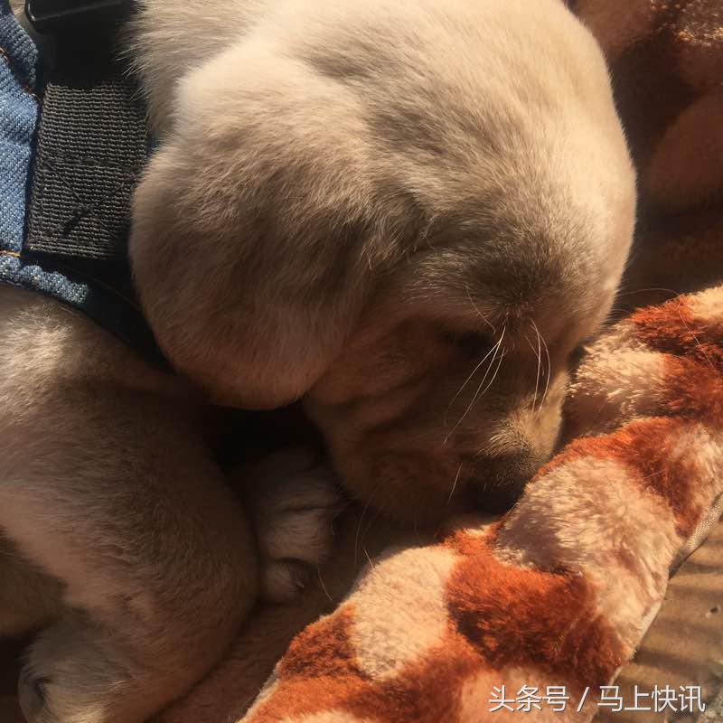 从网上买的金毛幼犬,网上买金毛犬视频