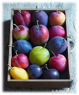 投之以桃，报之以李,投我以桃报之以李配图