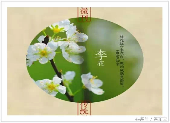 投之以桃，报之以李,投我以桃报之以李配图