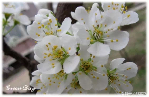 投之以桃，报之以李,投我以桃报之以李配图