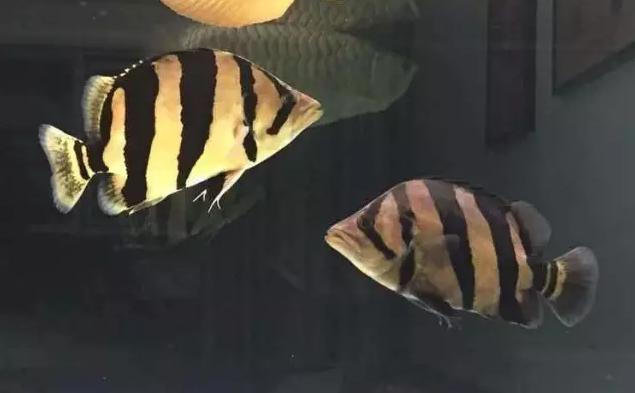 泰虎和印尼虎区别是什么,印尼虎和泰虎一起养