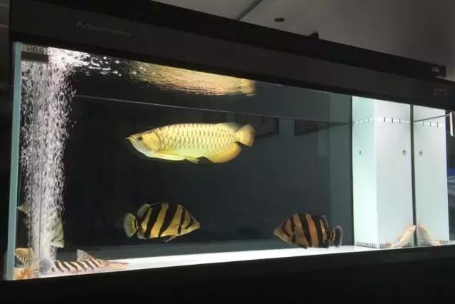 泰虎和印尼虎区别是什么,印尼虎和泰虎一起养