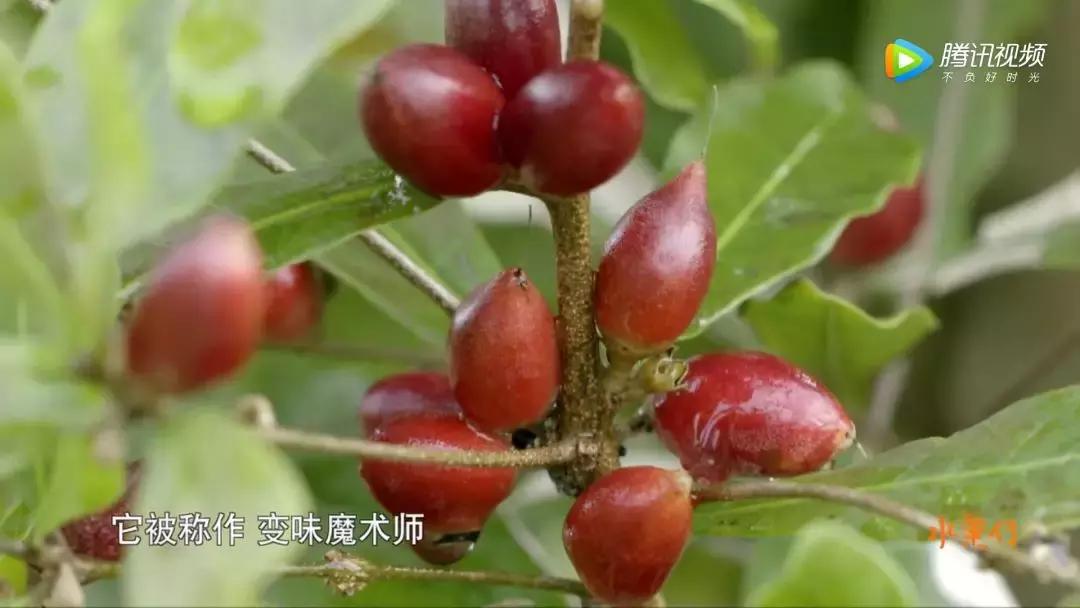 一部看完就想去买水果的纪录片，一次过见识50个城市的奇珍异果！