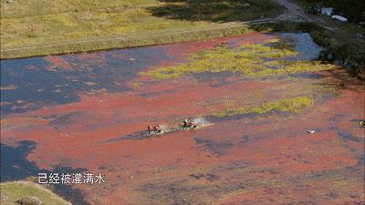一部看完就想去买水果的纪录片，一次过见识50个城市的奇珍异果！