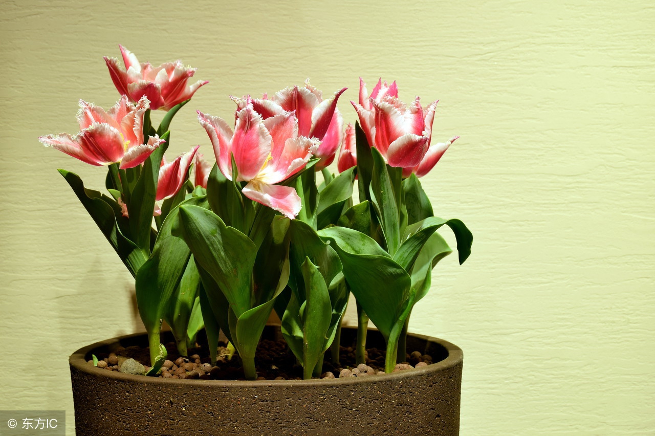 醋的10个小妙用你知道几个,食用醋的妙用你知道吗